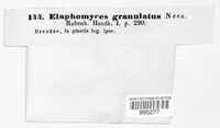 Elaphomyces granulatus image